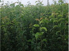 產品展示 河北鑫帥苗木合作社 必途推薦