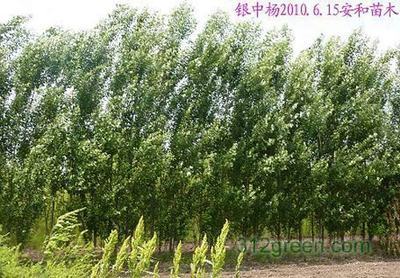 蘭西縣安和苗木-一大把企業(yè)商鋪