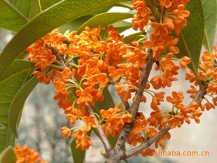 【綠化設計圖中的喬木與灌木之分】價格、產品供應,綠化設計圖中的喬木與灌木之分廠家批發-1024商務網