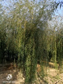 恭喜鴻運園林苗木基地入駐苗木通平臺 專注于精品苗木