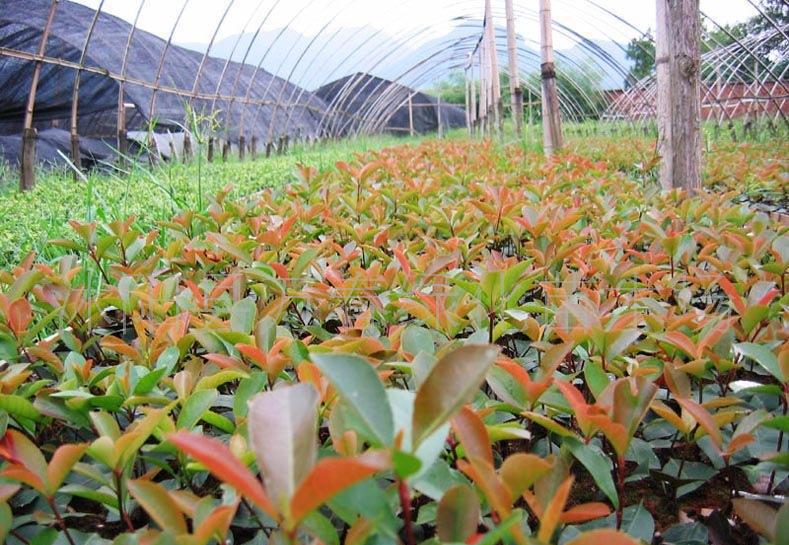 紅葉石楠穴盤苗與網(wǎng)袋苗 價格、廠家與種植指南