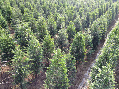 紅豆杉苗木介紹 東安縣恒信苗木種植農(nóng)民專業(yè)合作社