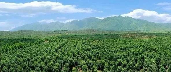 苗木產業的未來發展，必須點亮這四盞燈！